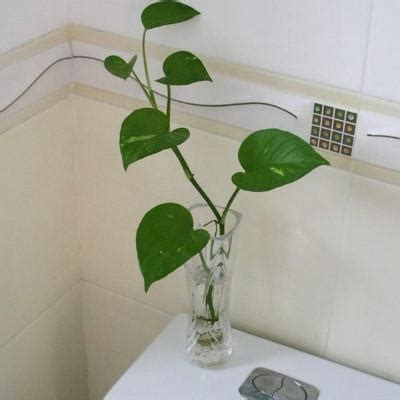 放廁所的植物 增強運氣方法